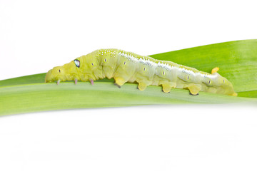 Obraz premium Caterpillar Oleander Hawk-moth (Daphnis nerii) Isolated on White
