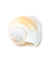 Conch Shell Isolated on White.