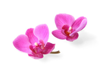 Fototapeta na wymiar Two orchid flowers on white background (with clipping path)