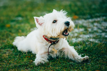 Small West Highland White Terrier - Westie, Westy Dog 