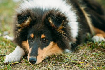 The Shetland Sheepdog, Sheltie, Collie Puppy Outdoor