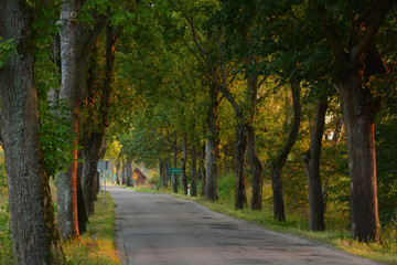 Fototapeta na wymiar Country road with old trees in the evening light