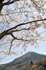 サクラ咲く春の鳥ノ胸山
