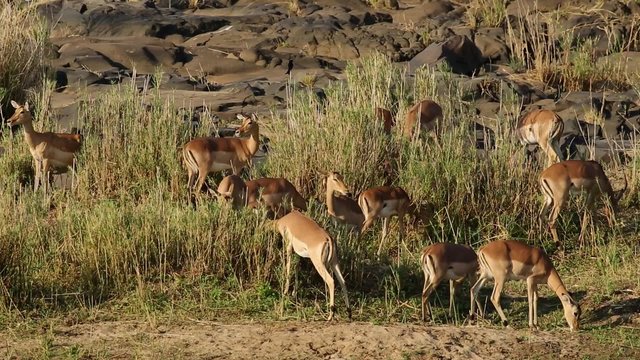A herd of impala antelopes (Aepyceros melampus) feeding, Kruger National Park, South Africa
