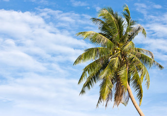Uprisen angle of coconut tree in front of cloudy sky in Thailand.