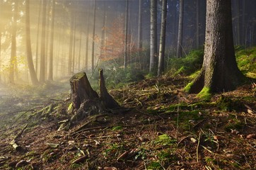 Misty morning in the spruce forest