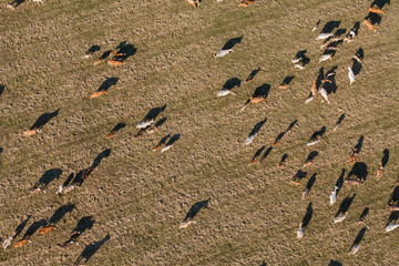 Fototapeta na wymiar Aerial view of herd of cows at summer green field