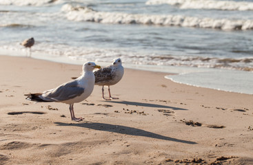 Herring Gull on the sandy beach