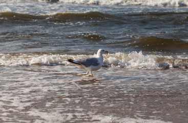 Herring Gull on the sandy beach