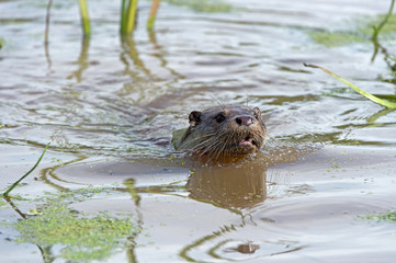 European Otter (Lutra Lutra)/European Otter swimming through water