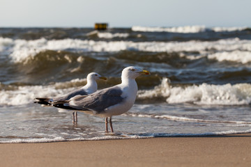 Herring Gull on the sandy beach