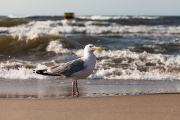 Herring Gull on the sandy beach