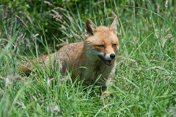 Red Fox (Vulpes Vulpes)/Red Fox in deep green grass