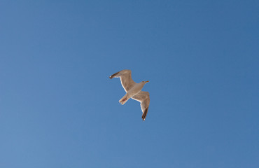 Herring Gull on the blue sky