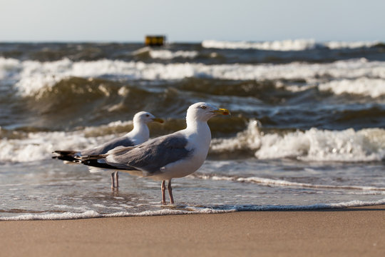Herring Gull on the sandy beach