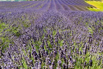 Tuinposter Lavendel Lavendel veld