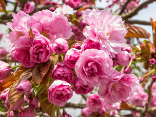 Blossoming japanese terry cherry