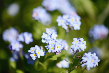 forget-me-not flower in bloom