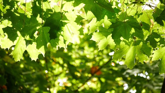 Green maple leaf with back light
