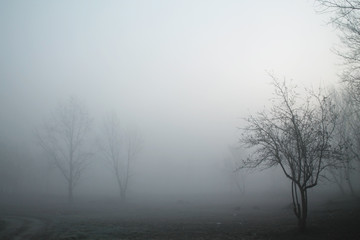 Fototapeta na wymiar Foggy morning 
