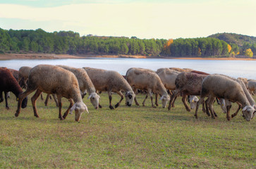Fototapeta premium Autumn in Spain – white sheep near lake