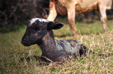 Miracle of birth – newborn black lamb