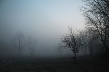 Fototapeta na wymiar Foggy morning 