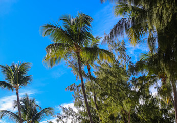 Fototapeta na wymiar Пальмы на фоне летнего голубого неба и белых облаков