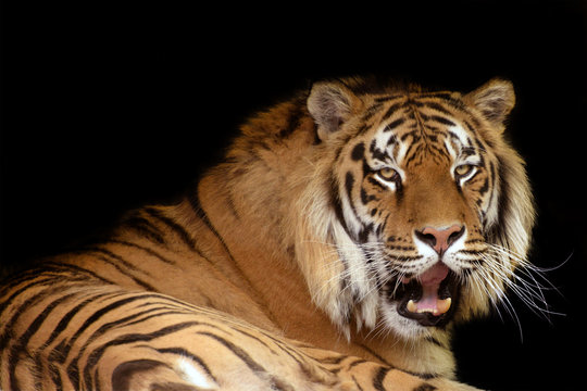 Tiger against black background