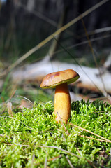 bay bolete mushroom in forest. (Imleria badia). some pine apple