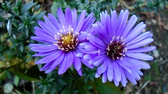 Blue asters in the garden