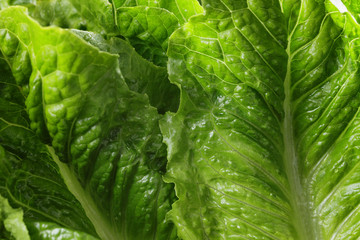 fresh romain green salad on wood table