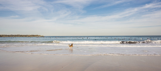Surfers and dog in the Beach of San Sebastian