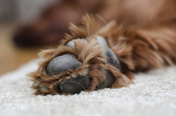 sleeping dog paws