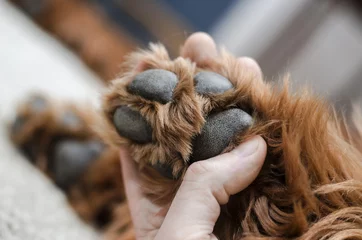 Photo sur Plexiglas Chien sleeping dog paws