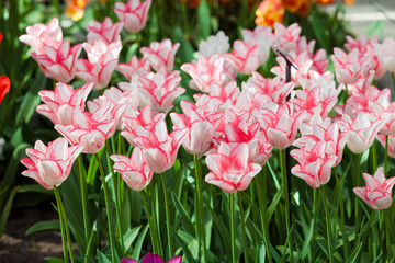 Tulips. Spring flower. beautiful flowers
