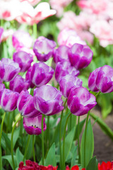 Tulips. Spring flower. beautiful flowers