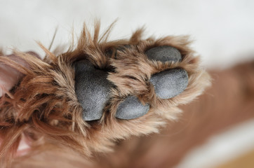 sleeping dog paws
