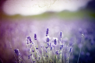 Lavender in the field