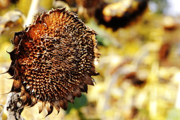 Verblühte Sonnenblume im Rheingau (Helianthus annuus)