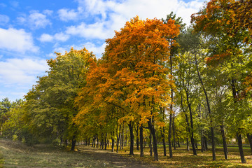 Naklejka premium Trees with colorful leaves against the blue sky. 