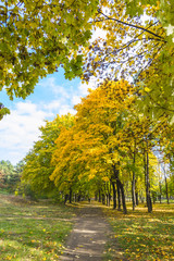 Autumn trees.