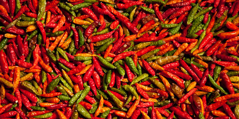 Fototapeta premium Spicy chilis spread out for drying