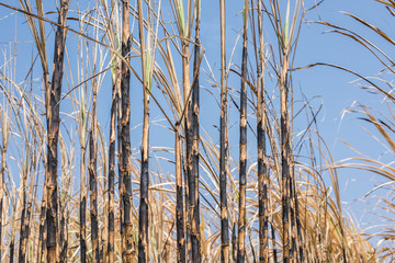 Fototapeta premium New style background,sugarcane field burned.