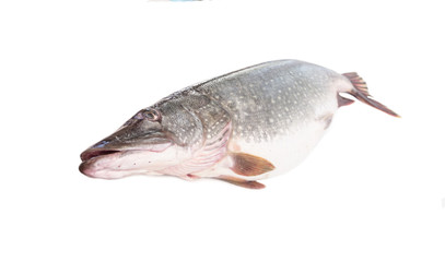 Raw fish pike