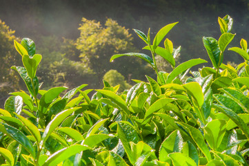 Tea leave in the field