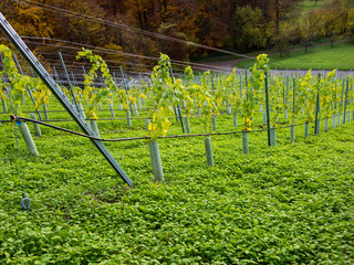 Fototapeta premium Weinberge im Herbst