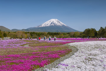 MAY 13, 2014 - Japan Shibazakura Festival 2014 with the field of pink moss of Sakura or cherry...