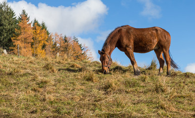 cheval brun au pré