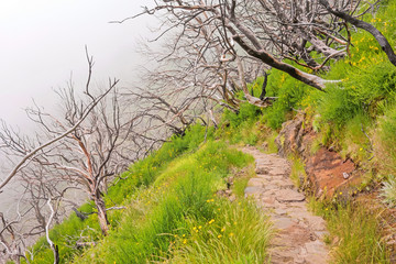 Hiking trail passage Pico Arieiro to Pico Ruivo - burned trees along the path